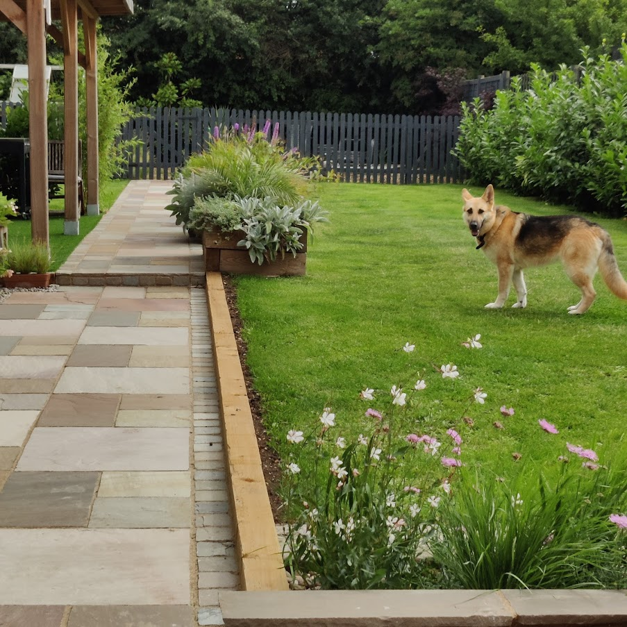 Alsatian dog in stunning garden