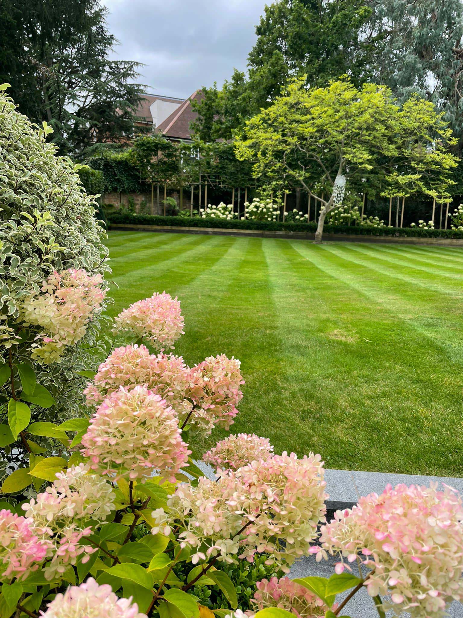 A ground level photo of a well mown lawn