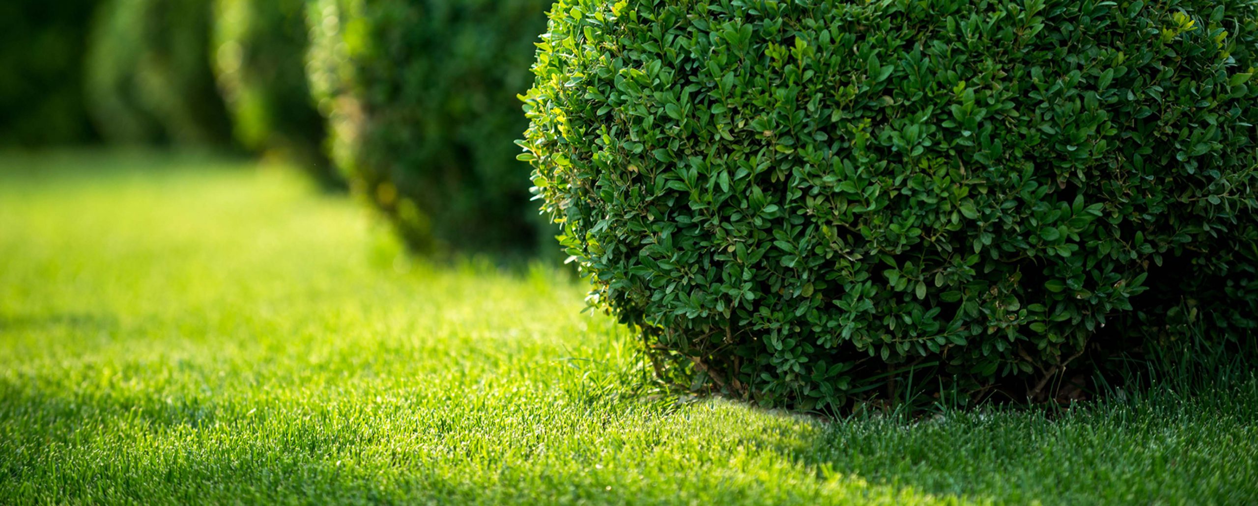 Topiary services