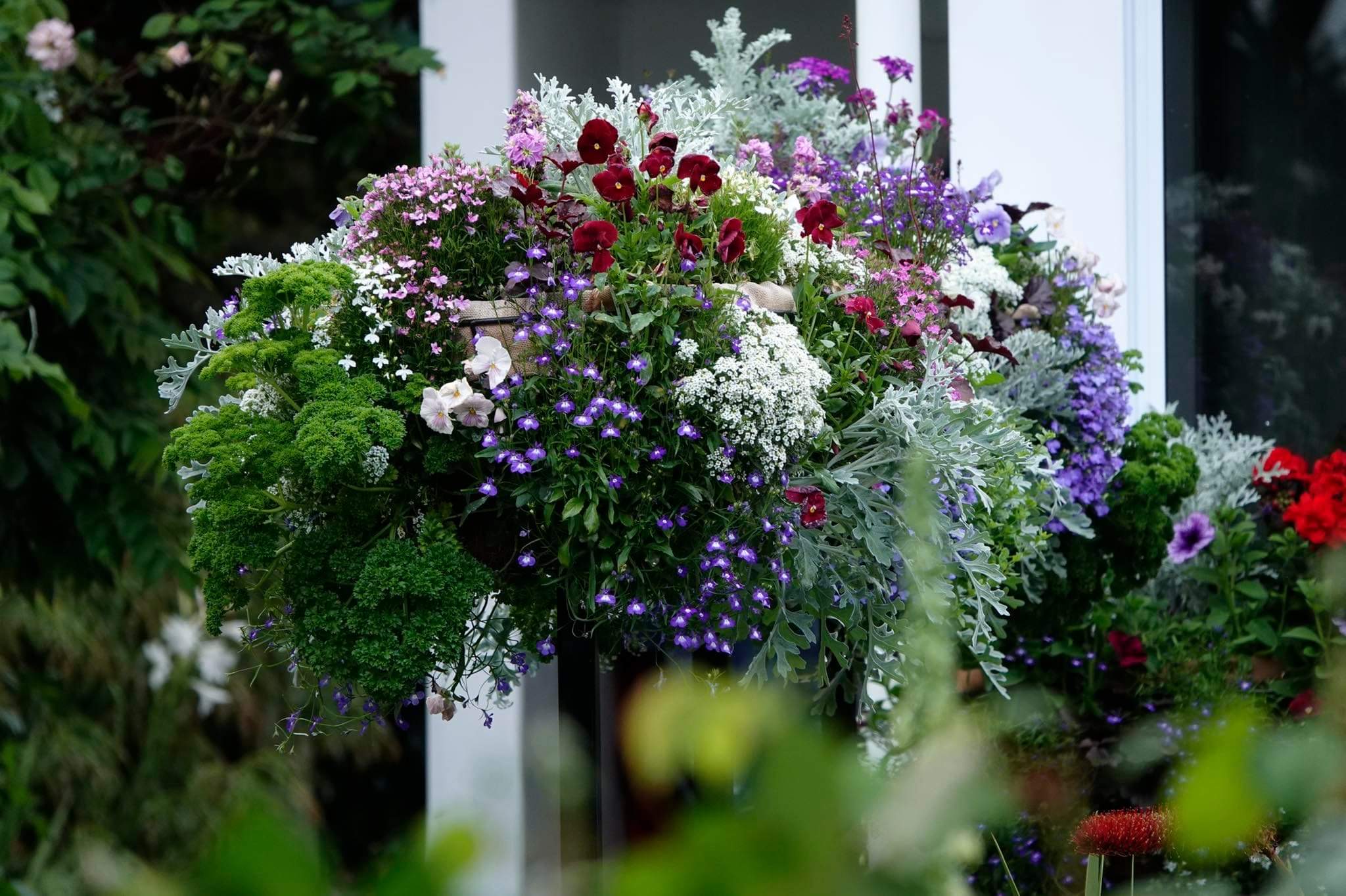 A hanging planter filled with colourful flowers cascading over the edge