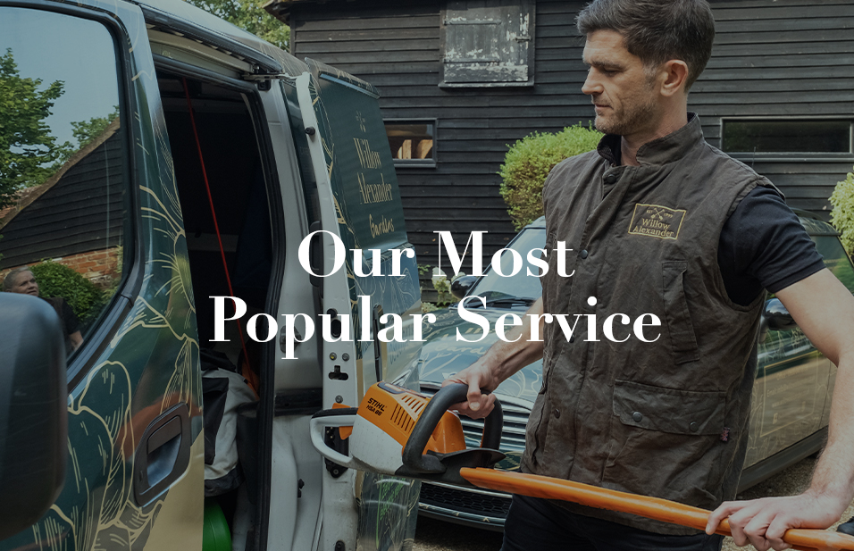 Willow Alexander's Most Popular Service with a Willow Alexander team member holding a hedge trimmer