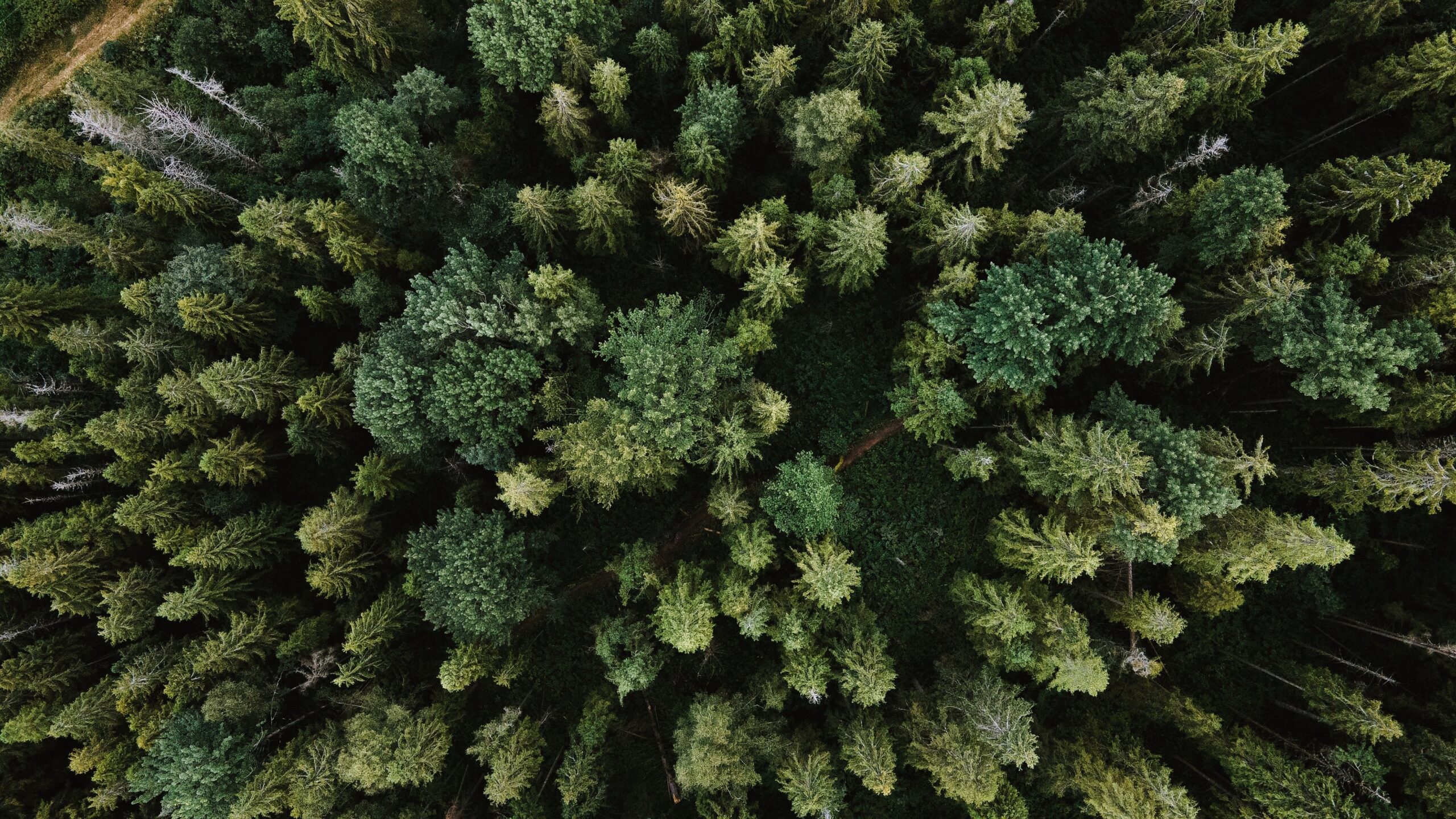 A birds-eye view of a forest