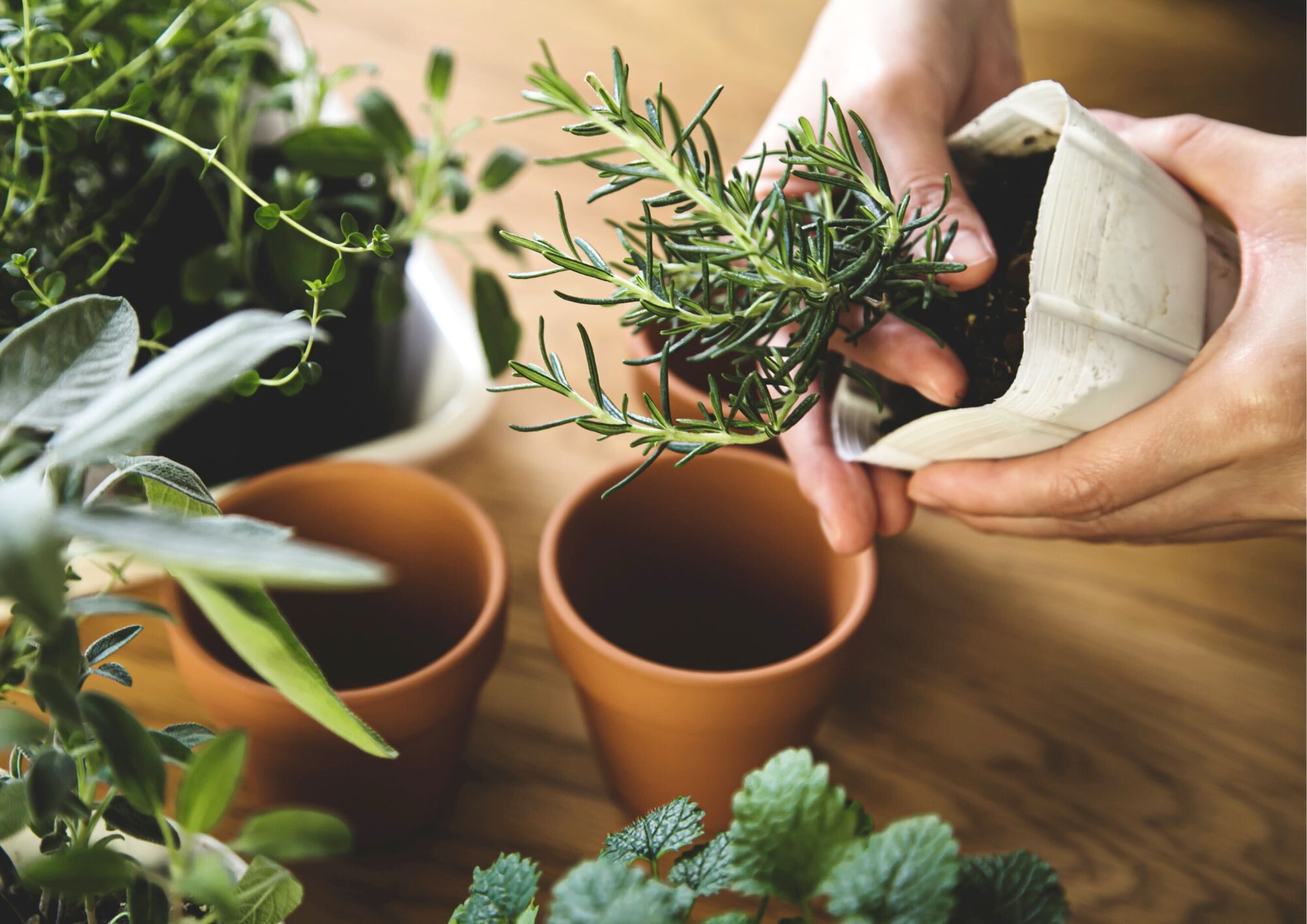 Secrets to Growing Healthy Herbs