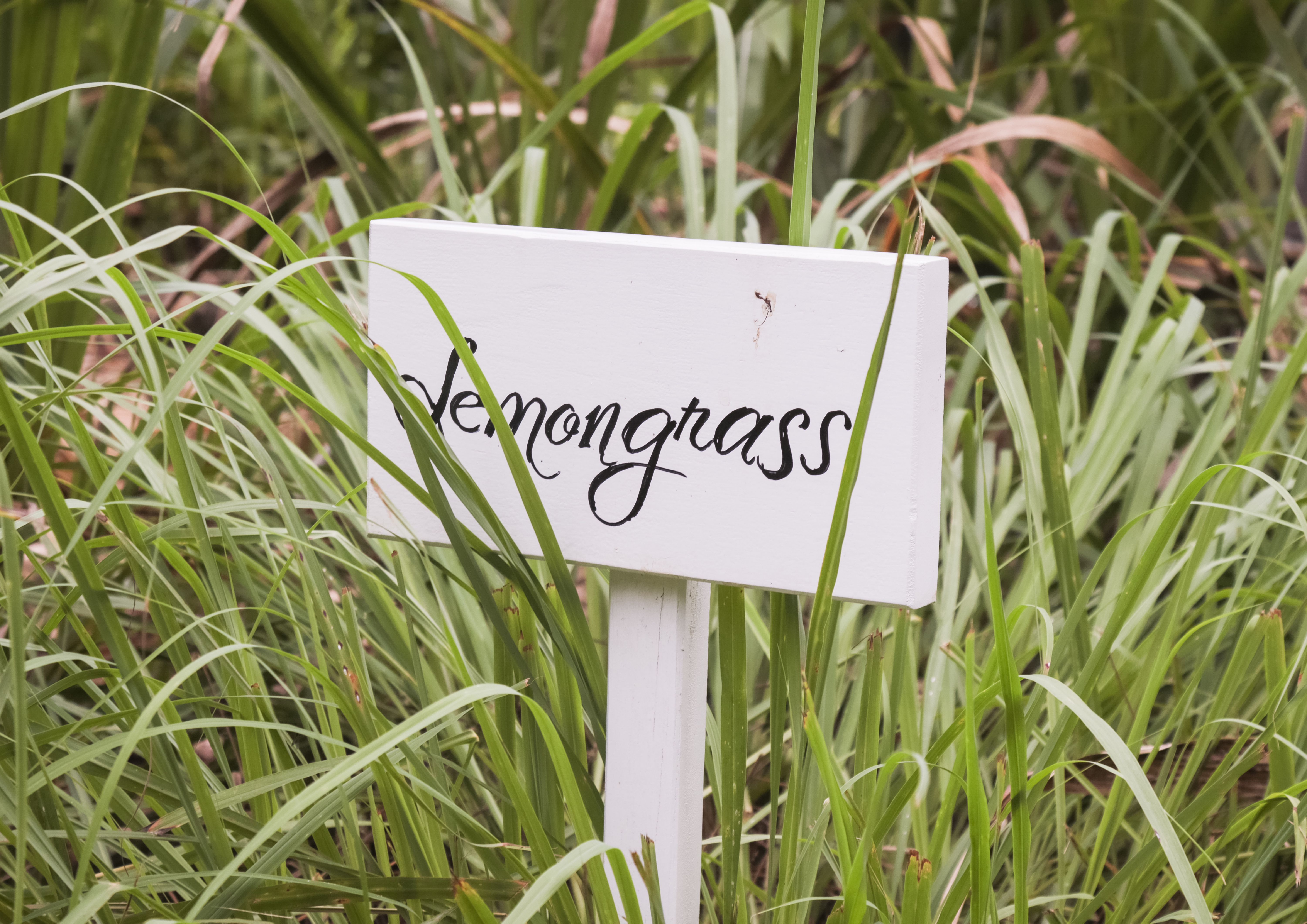 Benefits of Growing Lemongrass