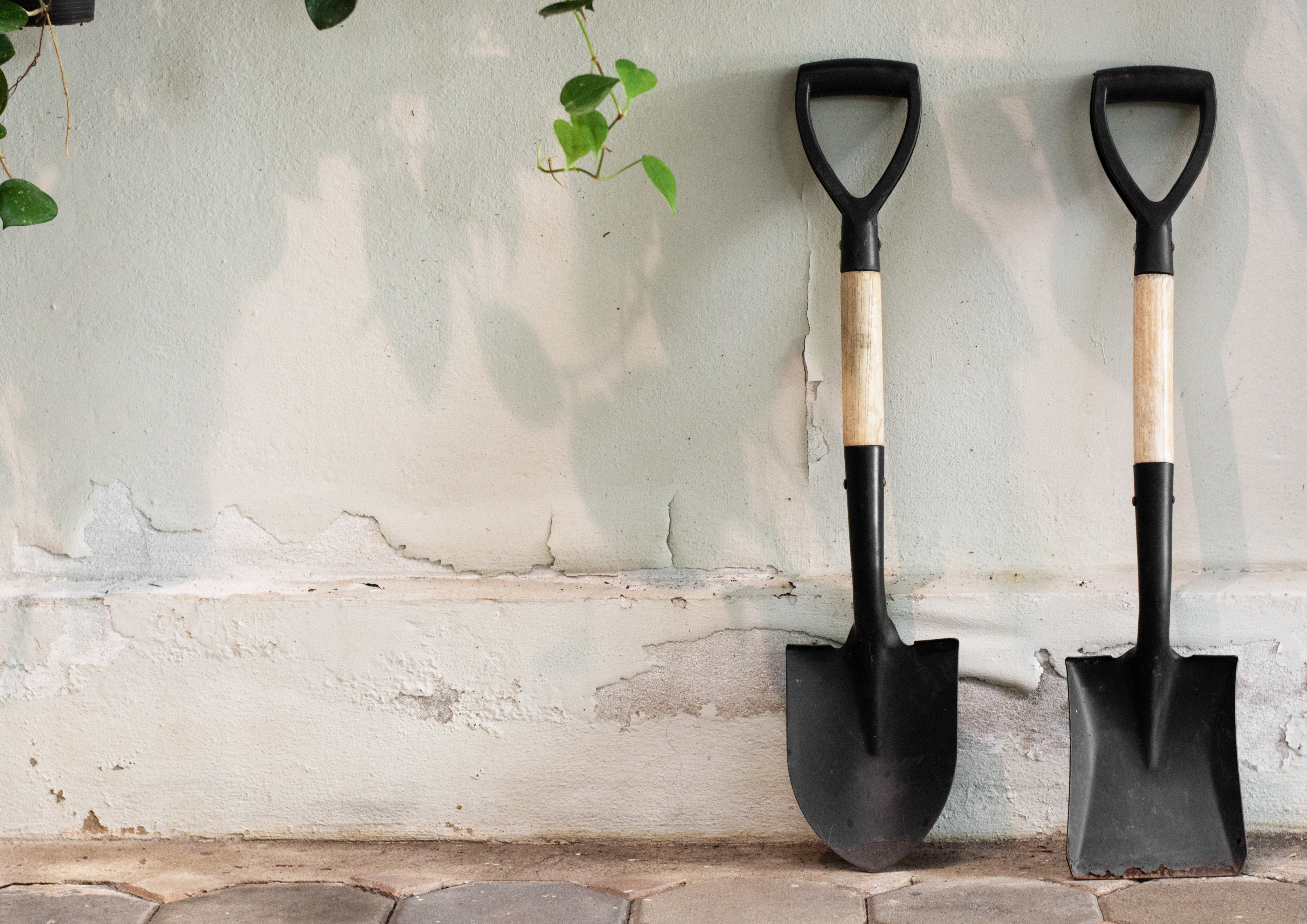 Two differently shaped garden shovels propped up against a white garden wall with some vines